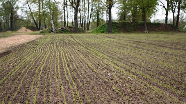 Kaip apskaičiuoti sėklų poreikį vasarojaus pasėliams 2018 metų pavasarį?
