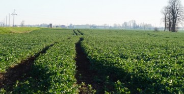 Kaip iš anksti pasėtų ir vešlių rapsų gauti tona didesnį derlių