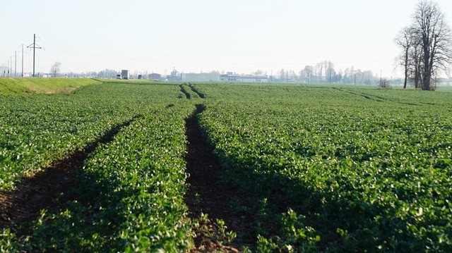 Kaip iš anksti pasėtų ir vešlių rapsų gauti tona didesnį derlių