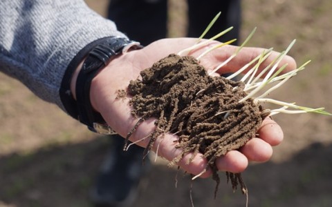 Kaip išsaugoti derlingumo potencialą: lauko diena Kalvarijoje Kaip išsaugoti derlingumo potencialą: lauko diena Kalvarijoje