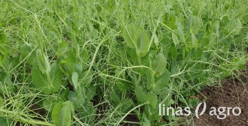 Kaip padidinti sėjamų žirnių vidutinį derlingumą: nuo dirvožemių iki veislių parinkimo