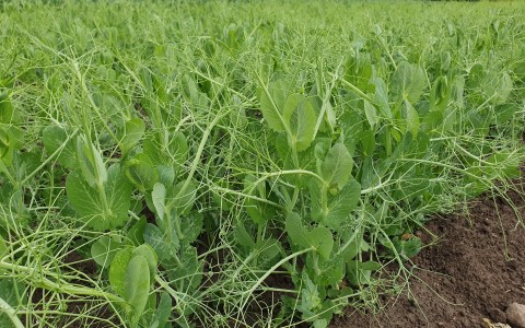 Kaip padidinti sėjamų žirnių vidutinį derlingumą: nuo dirvožemių iki veislių parinkimo