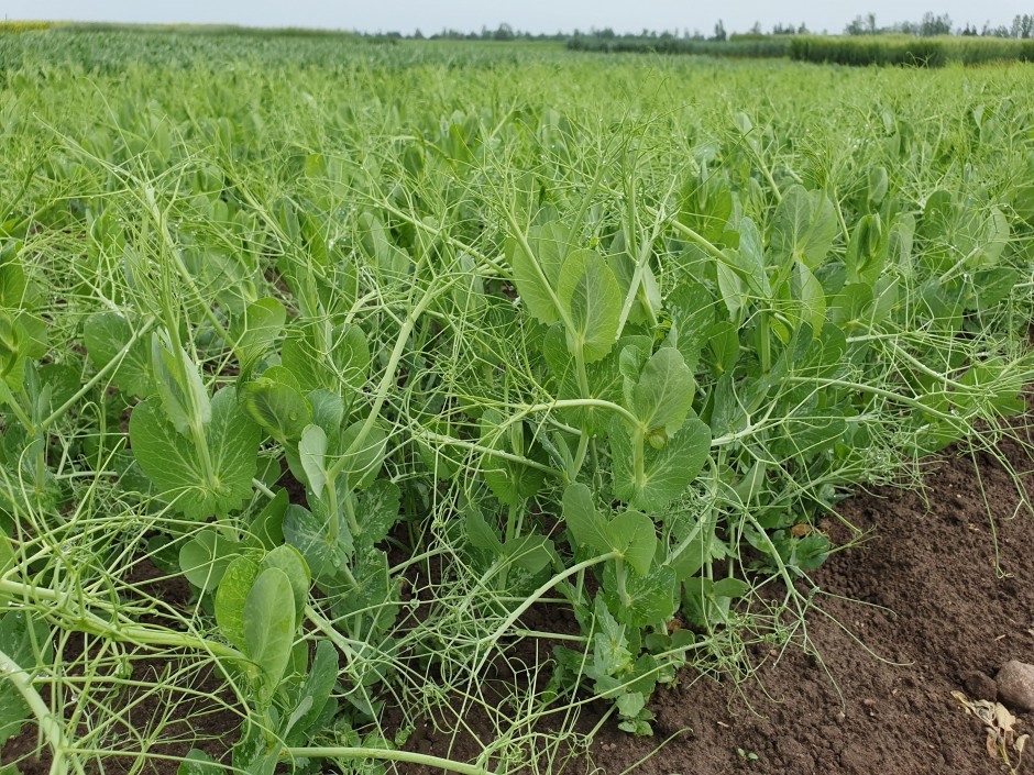 Kaip padidinti sėjamų žirnių vidutinį derlingumą: nuo dirvožemių iki veislių parinkimo