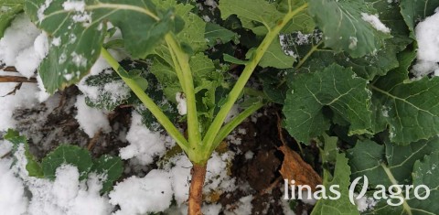 Kaip papildyti azoto stygių agrotechnologijose ? Kaip papildyti azoto stygių agrotechnologijose ?