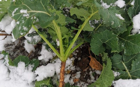 Kaip papildyti azoto stygių agrotechnologijose ?