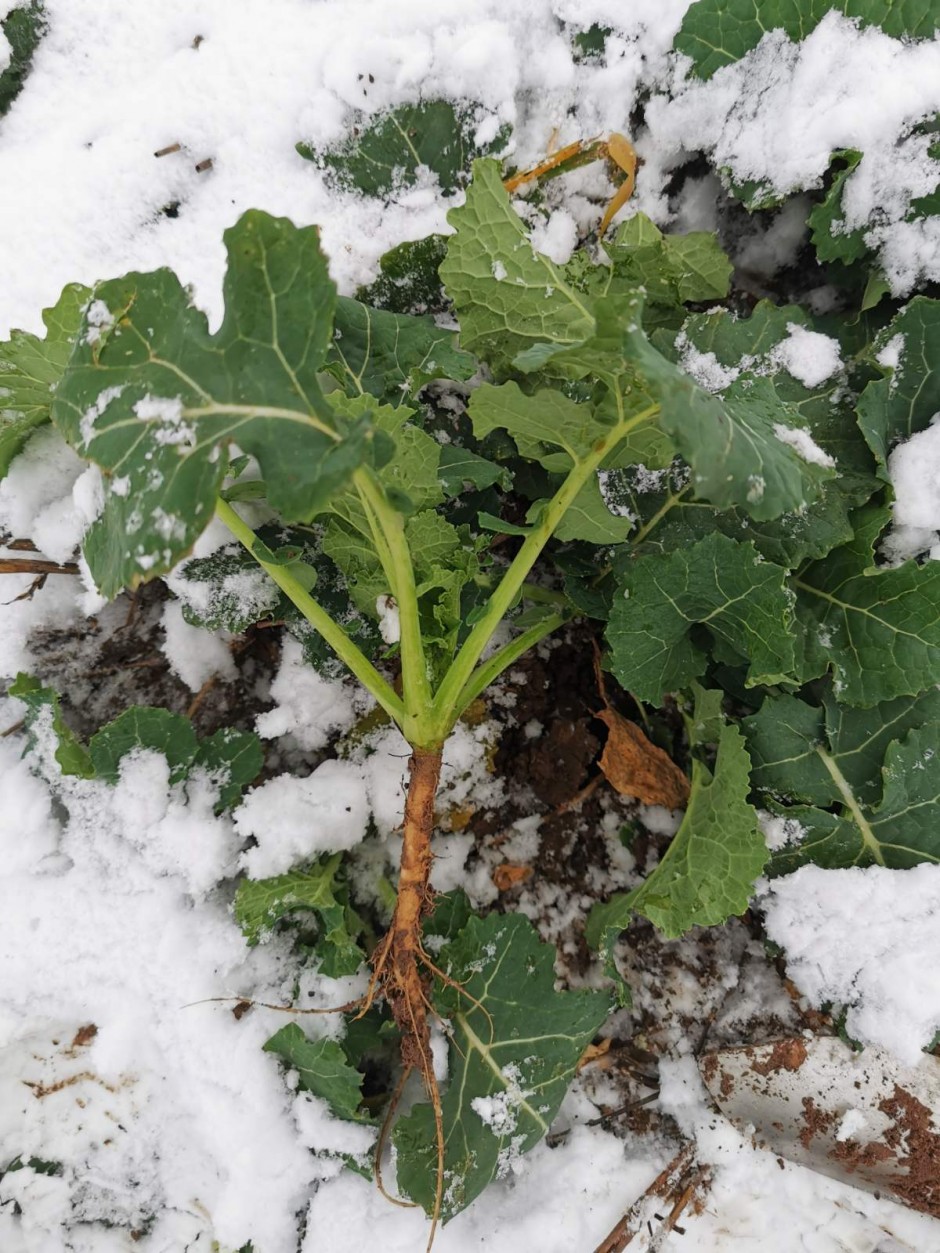Kaip papildyti azoto stygių agrotechnologijose ?