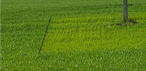 Kaip tręšti žiemkenčių pasėlius rudens vegetacijos metu? Kaip tręšti žiemkenčių pasėlius rudens vegetacijos metu?