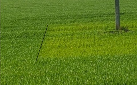 Kaip tręšti žiemkenčių pasėlius rudens vegetacijos metu? Kaip tręšti žiemkenčių pasėlius rudens vegetacijos metu?