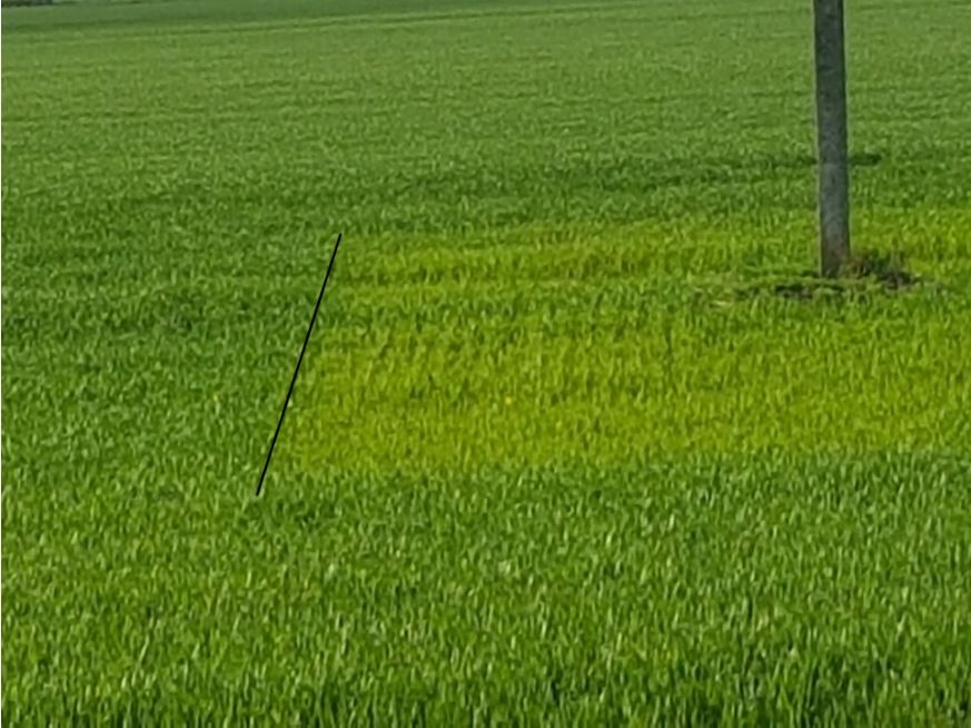 Kaip tręšti žiemkenčių pasėlius rudens vegetacijos metu?