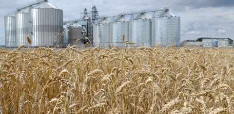 Karas Ukrainoje lemia agrokultūrų rinkas Karas Ukrainoje lemia agrokultūrų rinkas