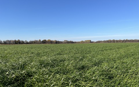 Kas sina rajad oma rohumaad õigesti?