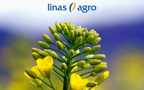 KATALOGAS: Žieminių javų ir rapsų veislės 2019 KATALOGAS: Žieminių javų ir rapsų veislės 2019