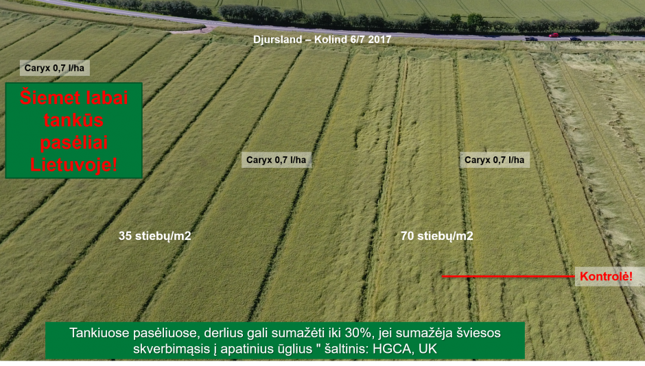 Kodėl pavasarį verta rinktis rapsų augimo reguliatorių Caryx