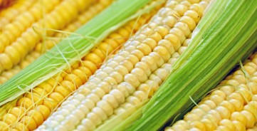 Kukurūzų auginamų silosui nuėmimo laikas. Tranšėjos paruošimas. Pasėlių būklės priežiūra