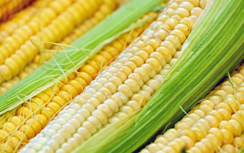 Kukurūzų auginamų silosui nuėmimo laikas. Tranšėjos paruošimas. Pasėlių būklės priežiūra