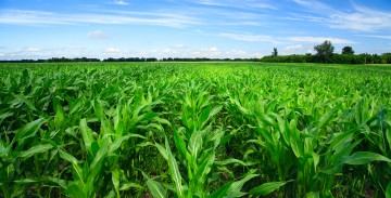 Kukurūzų auginimo grūdams nederlingose dirvose agrotechnika