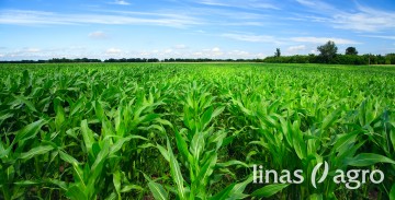 Kukurūzų auginimo grūdams nederlingose dirvose agrotechnika Kukurūzų auginimo grūdams nederlingose dirvose agrotechnika