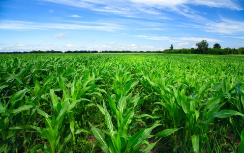 Kukurūzų auginimo grūdams nederlingose dirvose agrotechnika