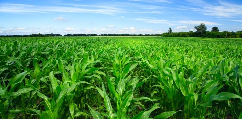 Kukurūzų auginimo grūdams nederlingose dirvose agrotechnika