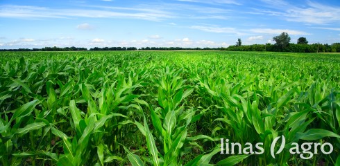 Kukurūzų auginimo grūdams nederlingose dirvose agrotechnika