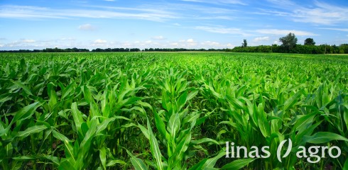 Kukurūzų auginimo grūdams nederlingose dirvose agrotechnika Kukurūzų auginimo grūdams nederlingose dirvose agrotechnika
