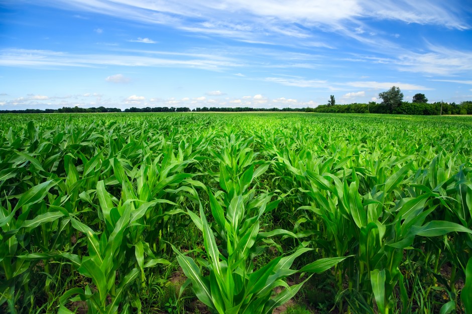 Kukurūzų auginimo grūdams nederlingose dirvose agrotechnika