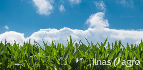 Kukurūzų grūdams agrotechnika: pasėlių priežiūros darbai birželio mėnesį Kukurūzų grūdams agrotechnika: pasėlių priežiūros darbai birželio mėnesį