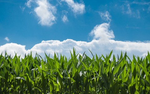 Kukurūzų grūdams agrotechnika: pasėlių priežiūros darbai birželio mėnesį