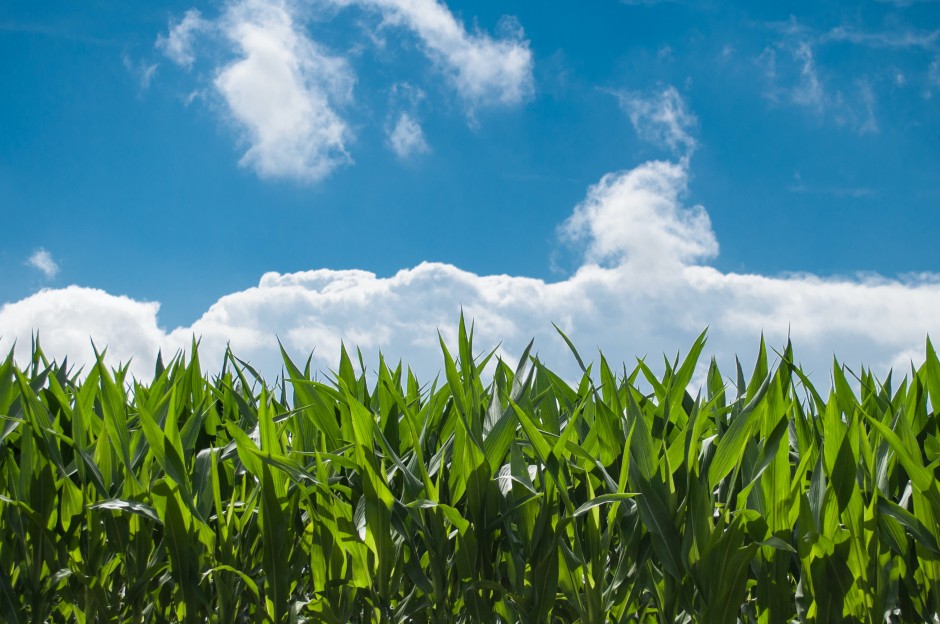Kukurūzų grūdams agrotechnika: pasėlių priežiūros darbai birželio mėnesį