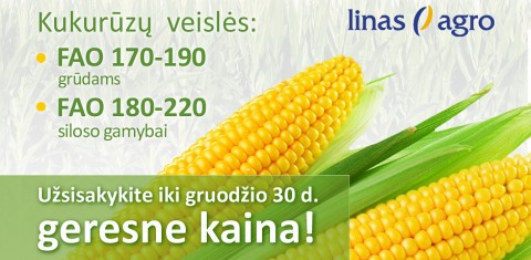 Kukurūzų veislės geresne kaina Kukurūzų veislės geresne kaina