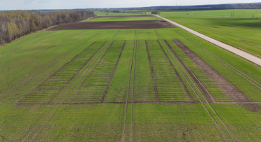 Kviečių, miežių ir rapsų veislių žiemkentiškumas: ką atskleidžia tikslieji bandymai?