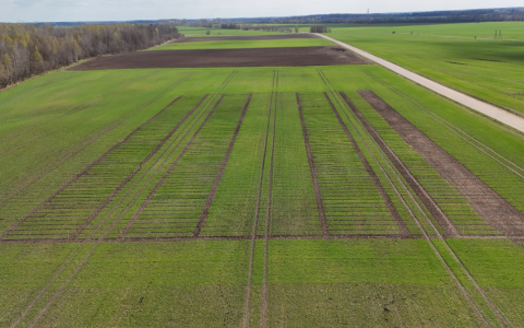 Kviečių, miežių ir rapsų veislių žiemkentiškumas: ką atskleidžia tikslieji bandymai?