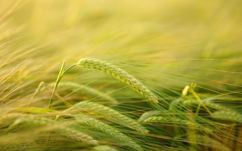 LAEI prognozuoja penktadaliu mažesnį grūdų derlių