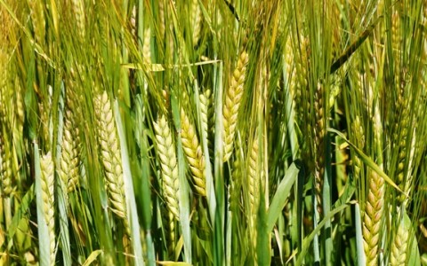 Lauko diena Lukšiuose – veislių apžiūra prieš javapjūtę ir rudeninę sėją Lauko diena Lukšiuose – veislių apžiūra prieš javapjūtę ir rudeninę sėją