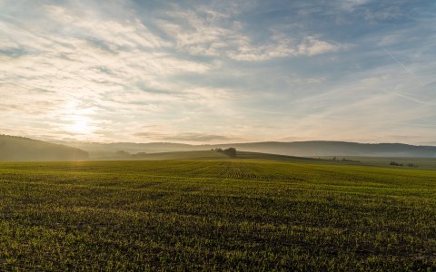 Lietuvos laukuose sėjama vis daugiau sertifikuotų sėklų