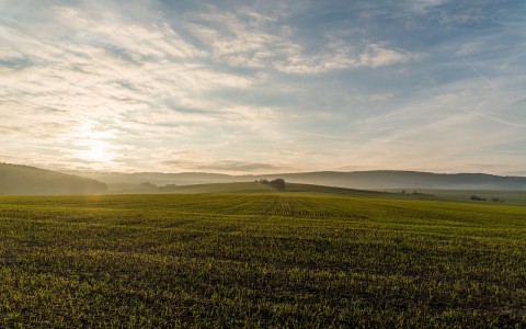 Lietuvos laukuose sėjama vis daugiau sertifikuotų sėklų Lietuvos laukuose sėjama vis daugiau sertifikuotų sėklų