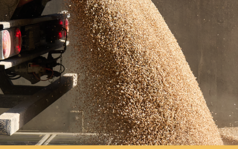 Linas Agro diegia naujovę rinkoje: ūkininkai grūdus pristato be eilių