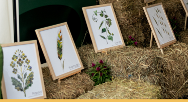 Linas Agro kartu su šalies ūkininkais sukūrė unikalią laukų galeriją