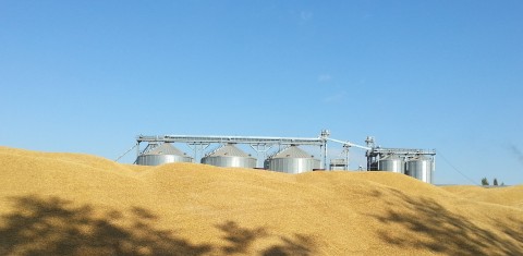 "Linas Agro" prognozė: grūdų supirkimo kainos pasiekė piką "Linas Agro" prognozė: grūdų supirkimo kainos pasiekė piką