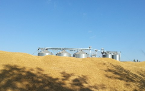 "Linas Agro" prognozė: grūdų supirkimo kainos pasiekė piką "Linas Agro" prognozė: grūdų supirkimo kainos pasiekė piką