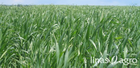 Miglinių javų augimo ir vystymosi biologinė charakteristika Miglinių javų augimo ir vystymosi biologinė charakteristika