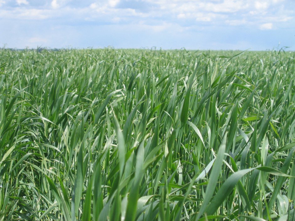 Miglinių javų augimo ir vystymosi biologinė charakteristika