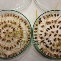 Mokslininkai ragina pasitikrinti ruošiamų sėklų kokybę