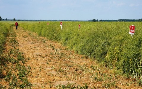 Naujausių augalų veislių ir auginimo technologijų pristatymai – lauko diena Pasvalyje Naujausių augalų veislių ir auginimo technologijų pristatymai – lauko diena Pasvalyje