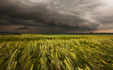 Naujos augalų veislės – į pagalbą ūkininkams kovojant su klimato kaita
