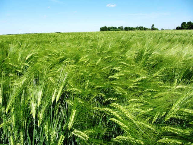 Orai palankūs padidinti žieminių miežių derlingumą