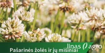 Pašarinės žolės, jų mišiniai ir kukurzai - pasiūlymai 2020 m. sėjai Pašarinės žolės, jų mišiniai ir kukurzai - pasiūlymai 2020 m. sėjai