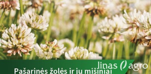 Pašarinės žolės, jų mišiniai ir kukurzai - pasiūlymai 2020 m. sėjai Pašarinės žolės, jų mišiniai ir kukurzai - pasiūlymai 2020 m. sėjai