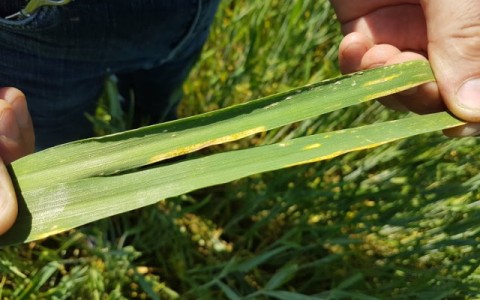 Pasėliuose rasta itin pavojingos ligos – geltonųjų rūdžių požymių! Pasėliuose rasta itin pavojingos ligos – geltonųjų rūdžių požymių!