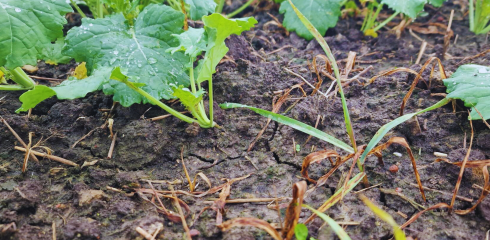 Pavojingos, kaip ir piktžolės: kodėl būtina kontroliuoti javų pabiras?